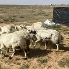 حريات دفيع شرط فحص سنار