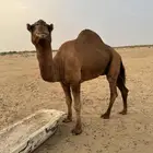 جمل