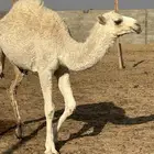 بكره للبيع مغلقة شحم