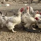 دجاج براهما