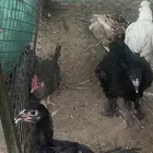 دجاج براهما