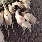 برابر صومالية ممتازة جملة وتفريد