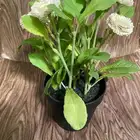 IKEA Plant