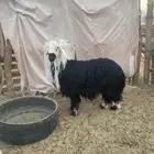 خروف فحل نجدي السن ثني