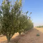 اشجار ليمون يوريكا كبيرة للبيع