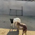 2- خرفان رفيد مرابي 5 شهور