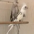 زوج كروان هولندي