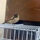 بلبل سوري هدد داخل البيت
