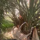 توريد جميع أنواع النخيل لجميع أنحاء المملكه