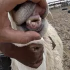 فحل حري مشروط