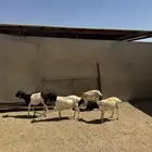 4- برابر مخاصي تربيه من شهرين ونص الى 3