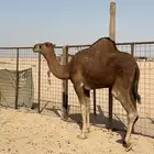 بكره جذعه حائل