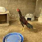 ديوك باكستاني