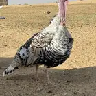 2ديوك رومي فاخر فراشه و1 دجاجه