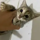 بسه للبيع ولله انه أليفه وا كويسه با 250