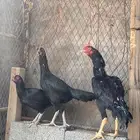 دجاج باكستاني