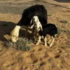 شاه نجديه معها 2 تم اابيع