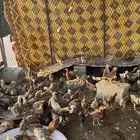 فروخ دجاج