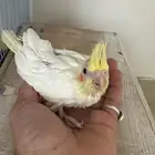 تم البيع الله يبارك لرعيه