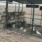 حمام مشكل اكثره فرنسي وبلدي