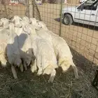 طليان ذبايح. للمناسبات