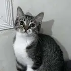 قطط شيرازيه للتبني(متبقي قط واحد)