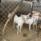 تيس بيشي فحل ثني