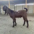 تيس طيب للبيع