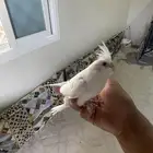 فرخ كروان برزيلي اليف