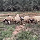 شياه مواليد الموقع بريده تم البيع  تم البيع