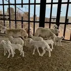 تم البيع غنم ضان حري