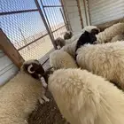 بهم خرفان نعيم عدد 10