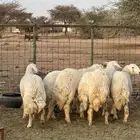 رخال جذع ضحايا