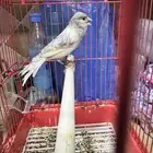 ذكر تغريد شرط