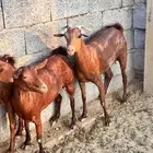 معزا دهم صنف