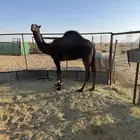 قعود حق للبيع