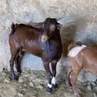 تيس فحل ادهم