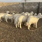 بادية العقيق