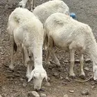 نعاج مواليد ودفيع صنف
