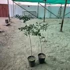 شجرة ترمناليا منتالي
