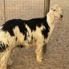 خروف نجدي فحل