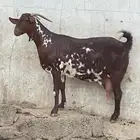 شاه صنف