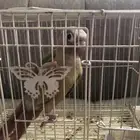 طير كنيور اناناس