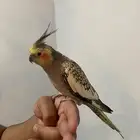 كروان للبيع