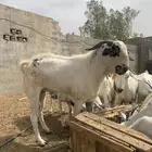 مشاء الله تبارك الله معزاء بيشيات مقاني
