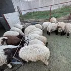 هرافى نعيم