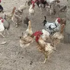 دجاج بلدي
