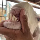 للبيع عنز طيبه معها تيس