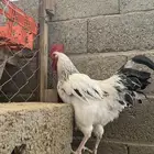 ديك مجن عمره من 6 ال 7 اشهور والديك مهجن