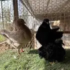 جوز كنق بانتاجه